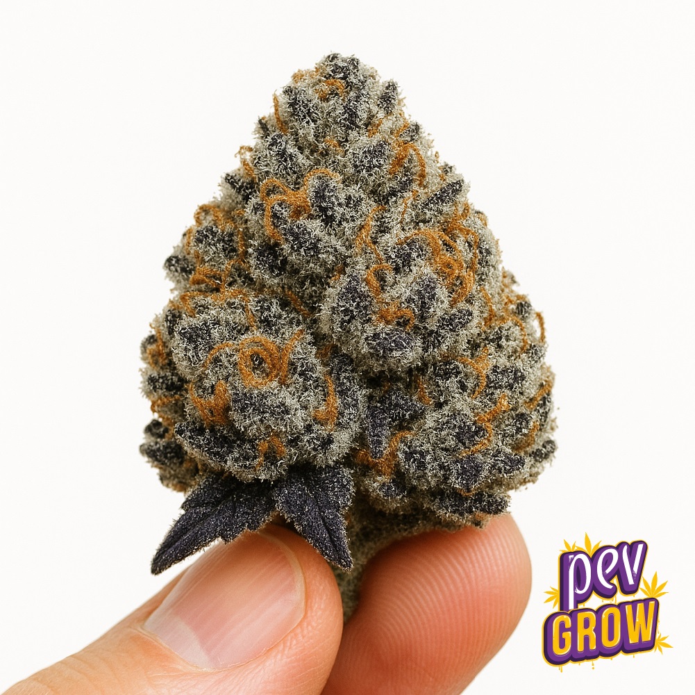 Black Ice Spain Seeds